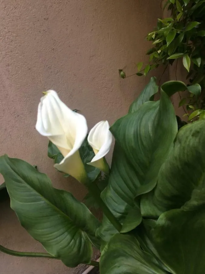Giardino Segreto - History And Design Apartment Bologna