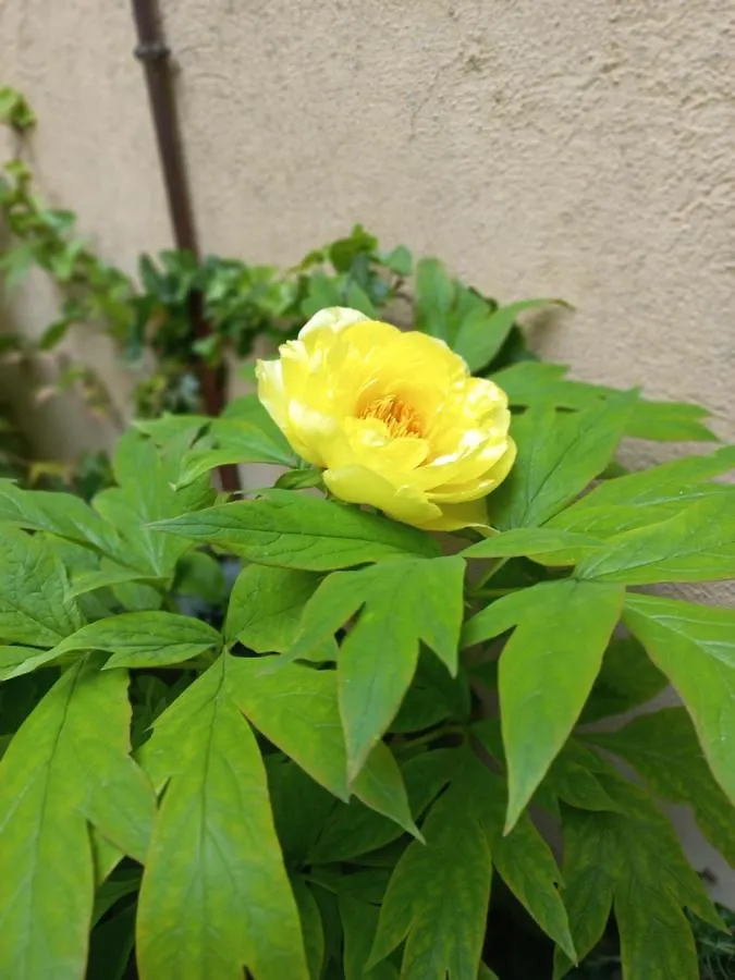 Giardino Segreto - History And Design Apartment Bologna 0*,